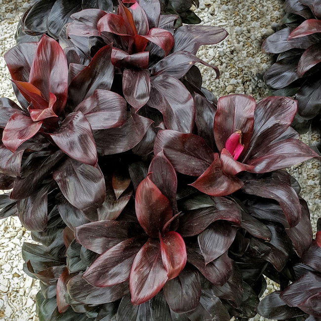 jardim com plantas roxas