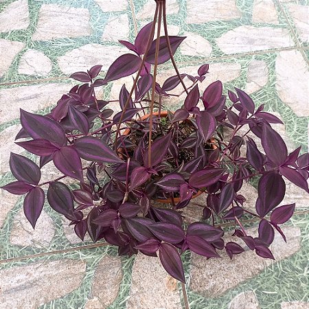 plantas roxas para paisagismo