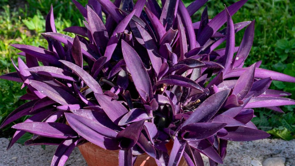 plantas roxas de crescimento ereto