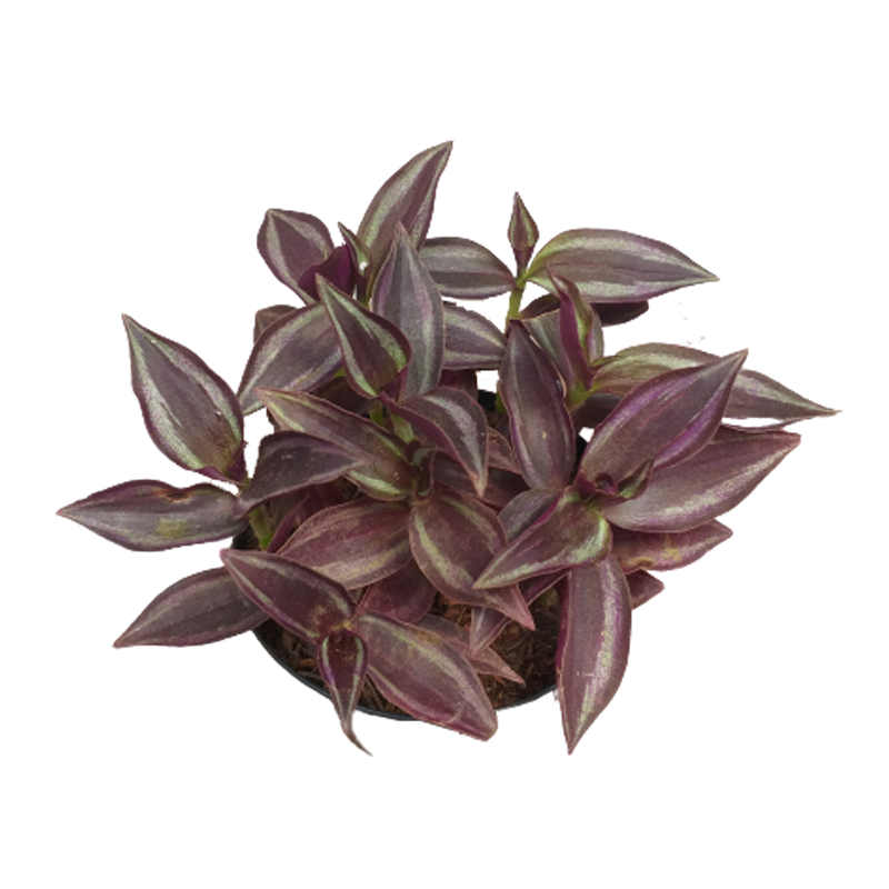 árvores roxas para jardim