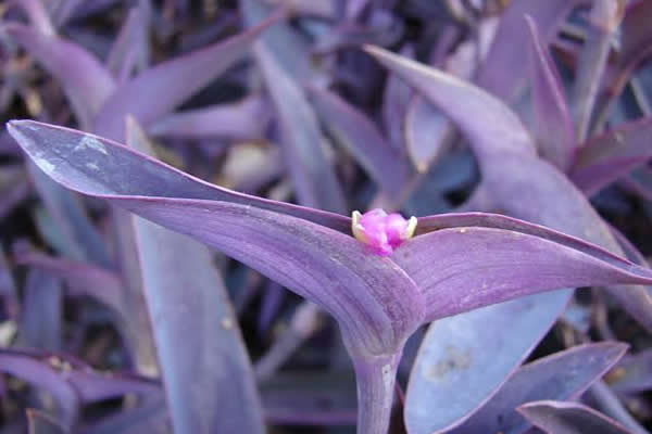 plantas de folha roxa alta