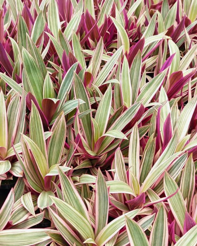 plantas ornamentais roxas altas