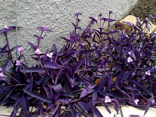 jardim com plantas roxas