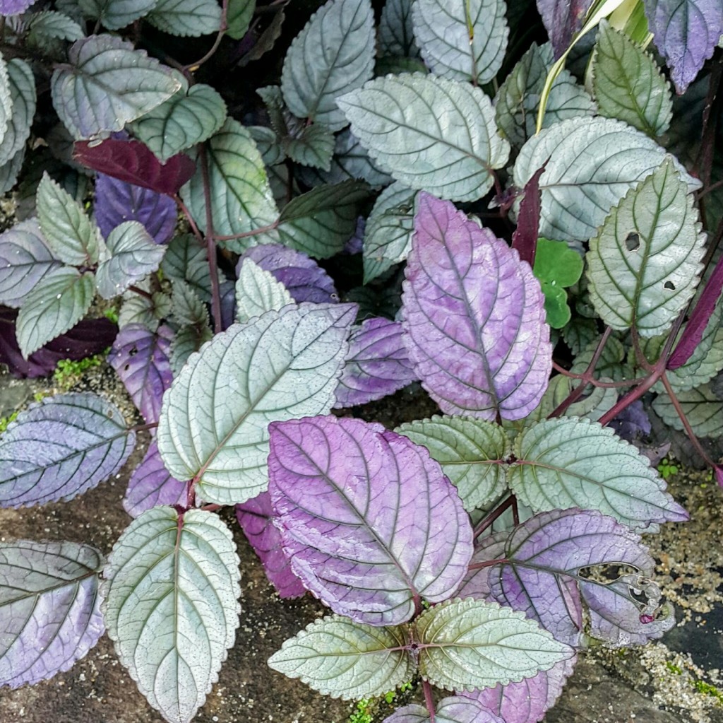 plantas roxas de crescimento ereto