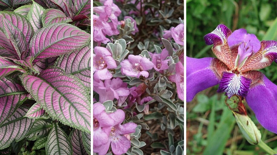 planta roxa para jardim