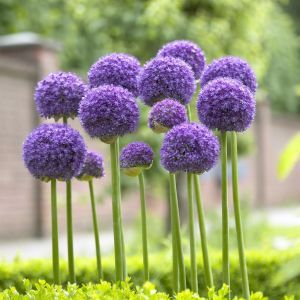 custo médio plantas roxas para jardim