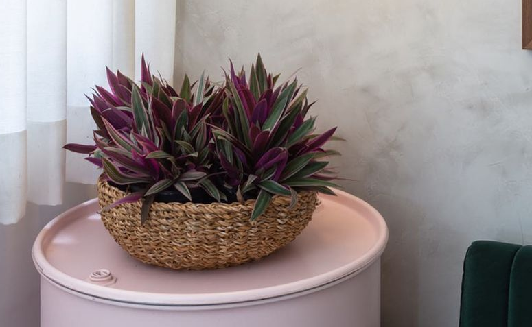 plantas roxas que atraem borboletas