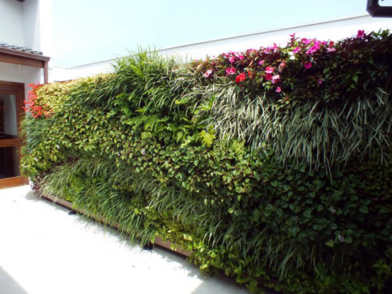 planta roxa para jardim