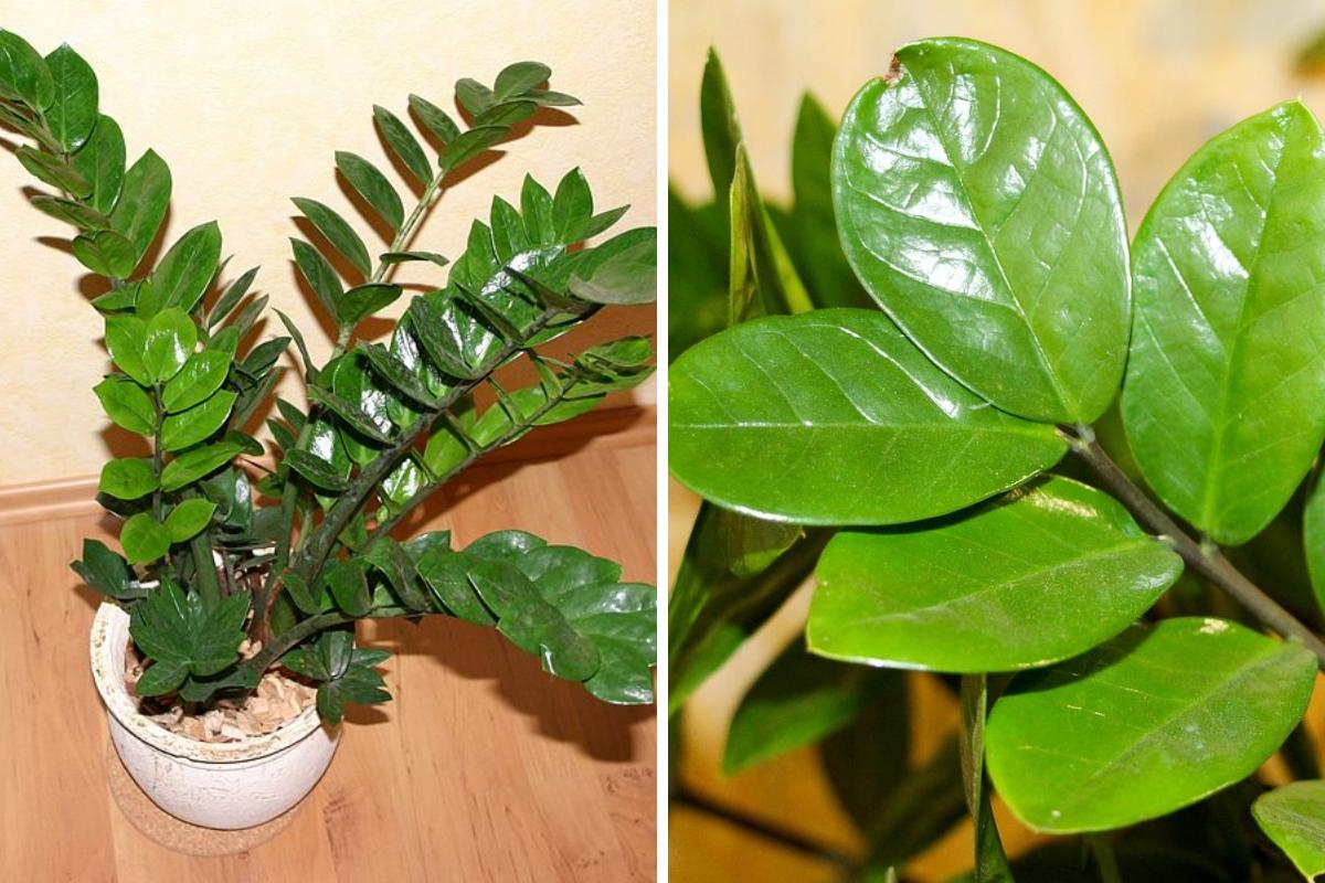 planta zamioculca é venenosa