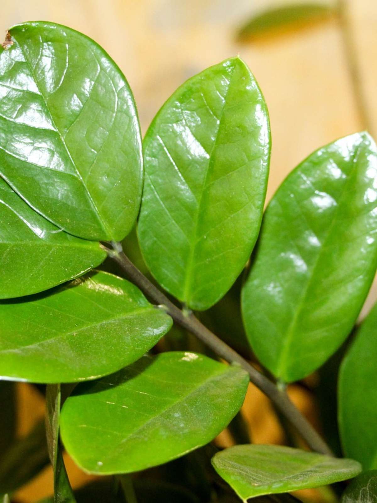 erros comuns ao cuidar de plantas tóxicas em casa