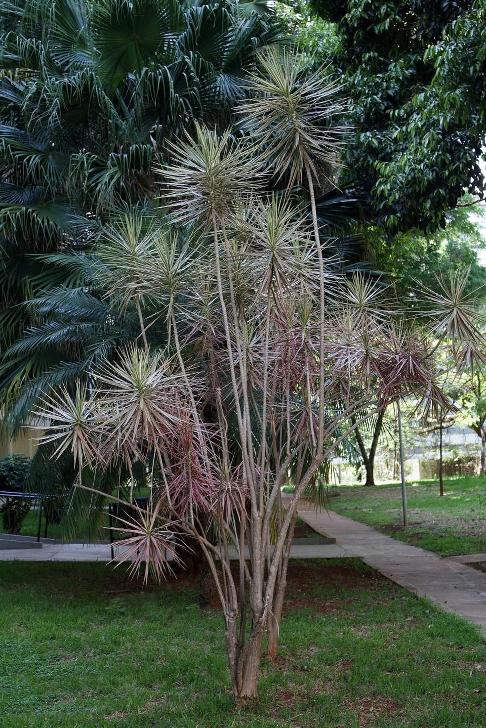 plantas altas para varanda
