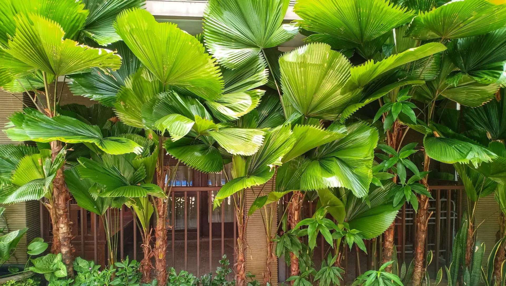 plantas altas com flores