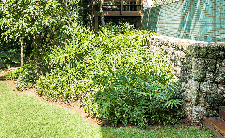plantas altas para cercas vivas