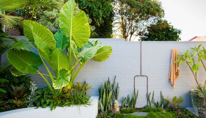 plantas altas para paisagismo