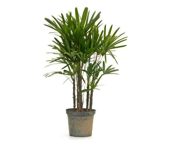 plantas altas para paisagismo