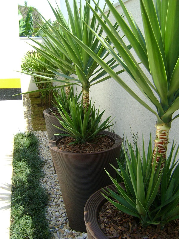 plantas altas que crescem rápido