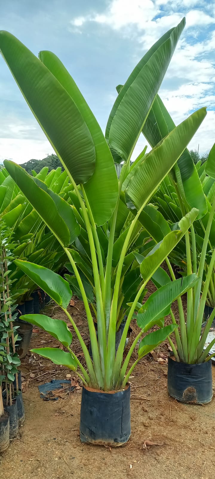 plantas altas em vasos