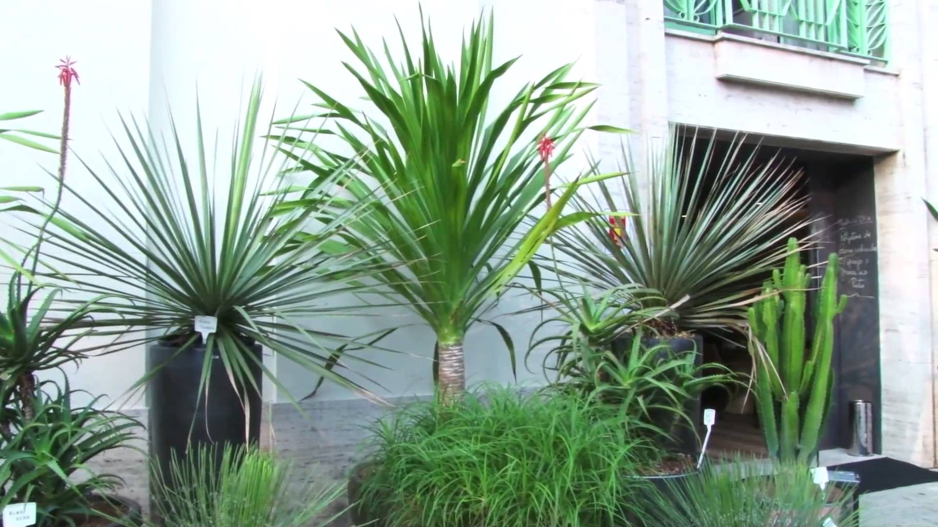 plantas altas para cercas vivas