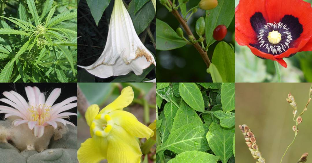 plantas psicoativas
