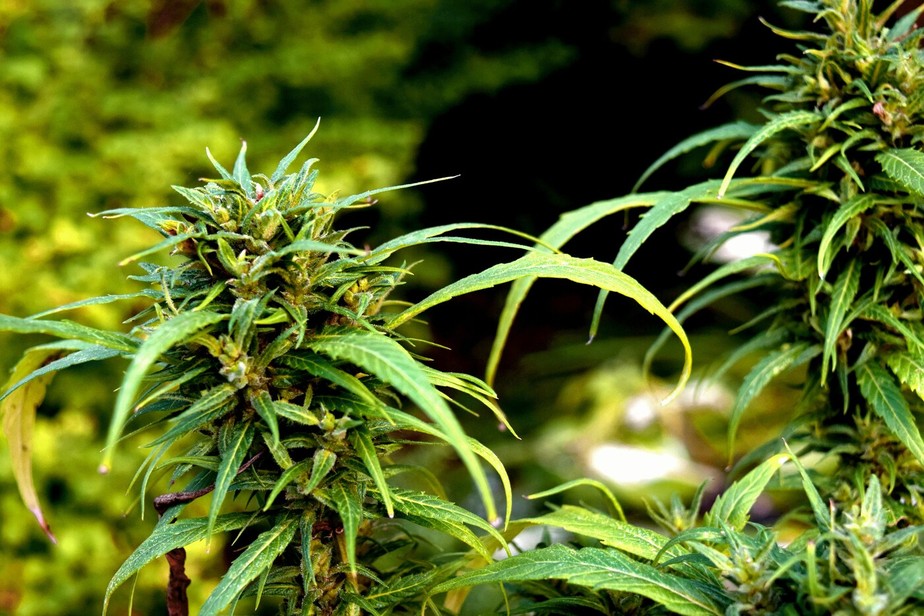 plantas que alteram a mente