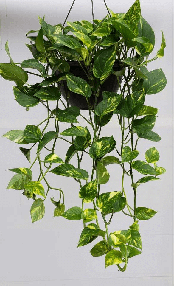 melhores plantas para apartamento pequeno com pouca luz