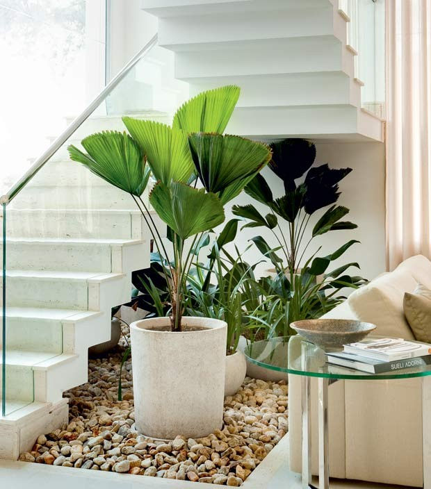 plantas de apartamento vs plantas de jardim qual a diferença
