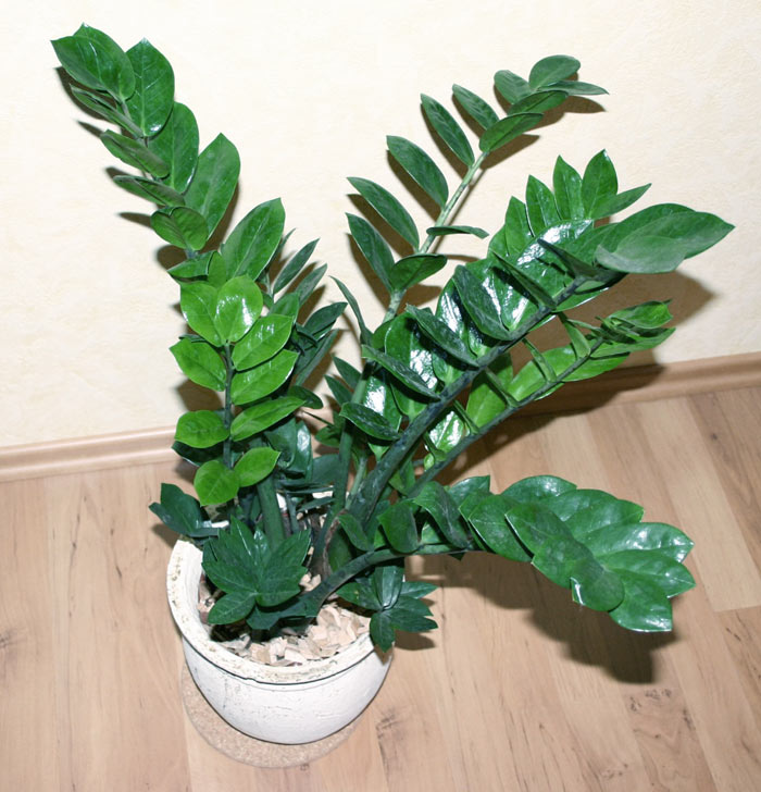 plantas de apartamento vs plantas de jardim qual a diferença