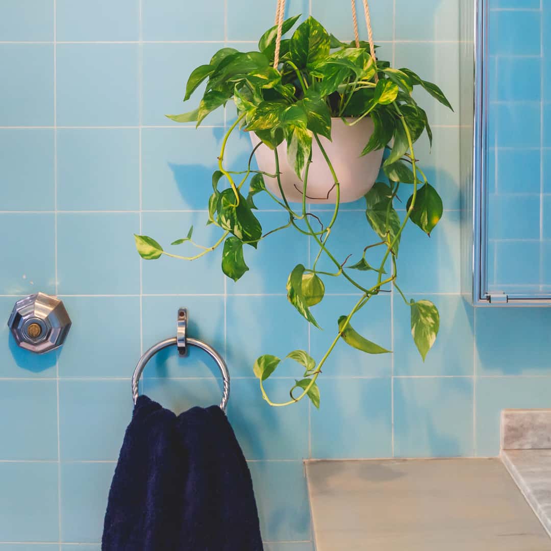 plantas pendentes para banheiro