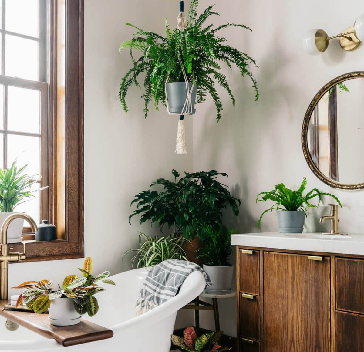 plantas de sombra para banheiro