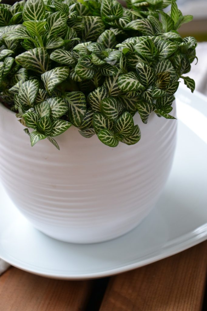 plantas fáceis de cuidar banheiro