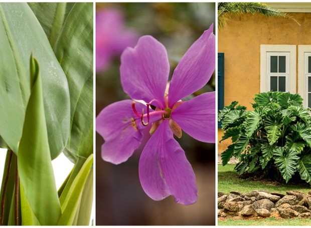 plantas brasileiras