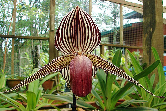 plantas raras
