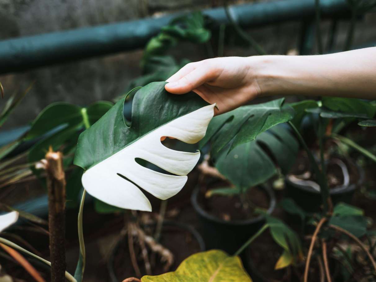 plantas de colecionador