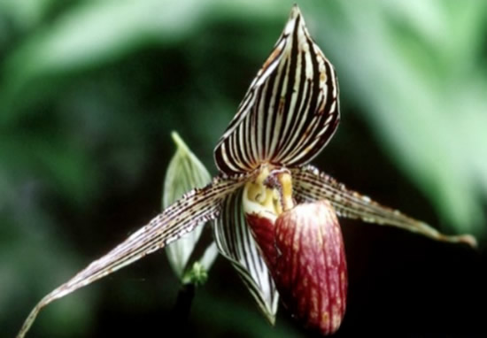 plantas variegatas
