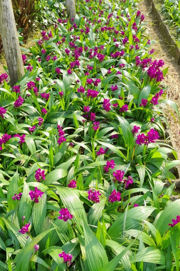 plantas aromáticas para jardim