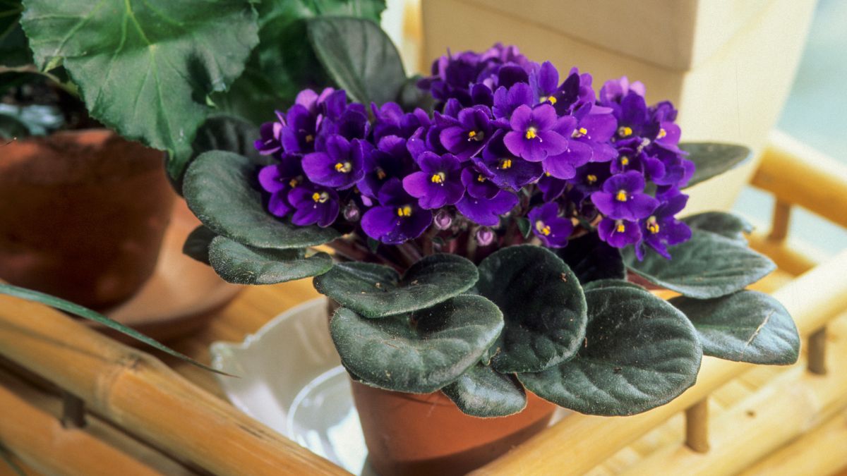 plantas floríferas de interior