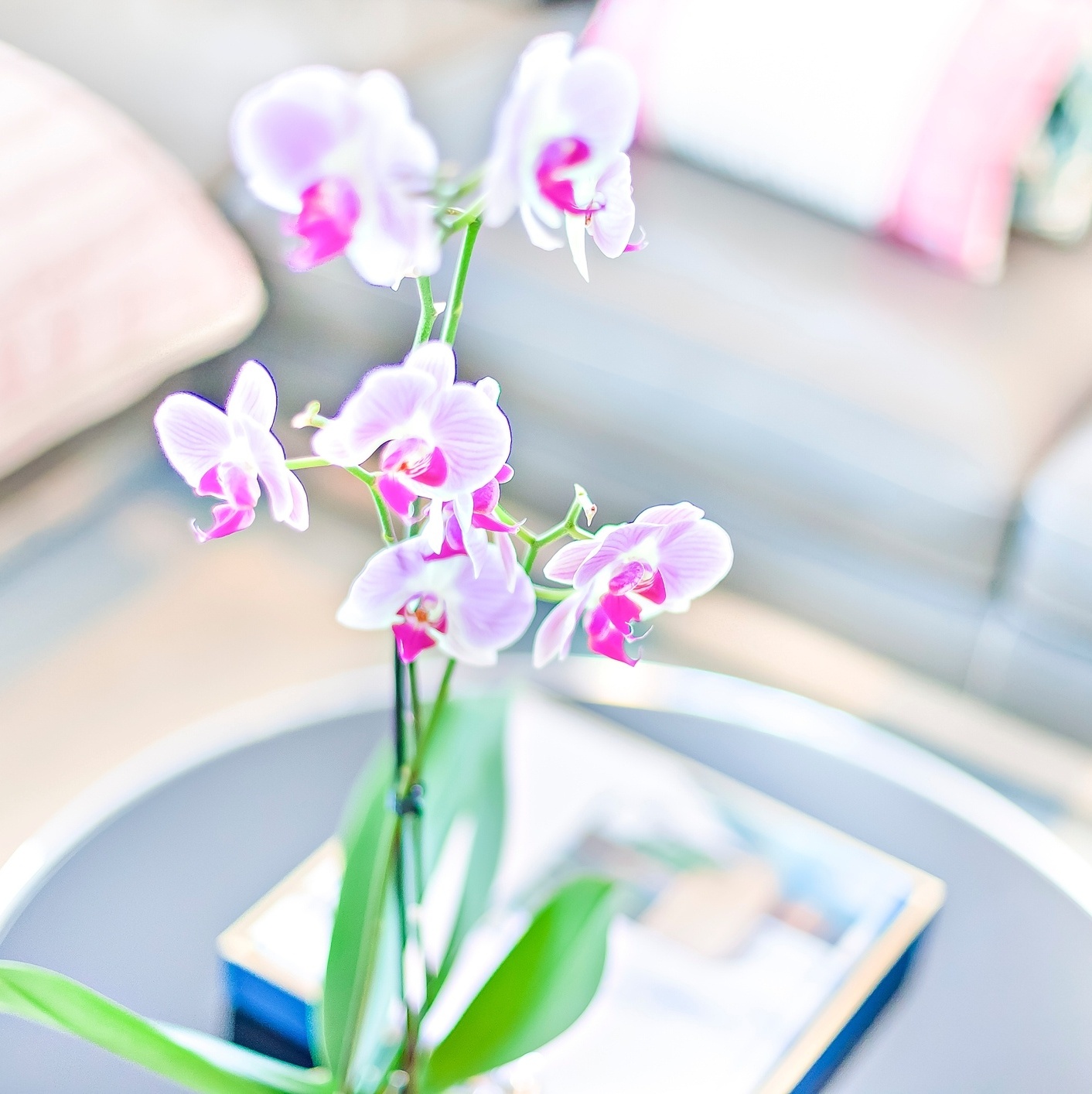 plantas floridas para quarto