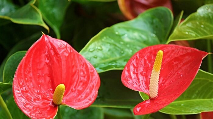 plantas com flores para iniciantes