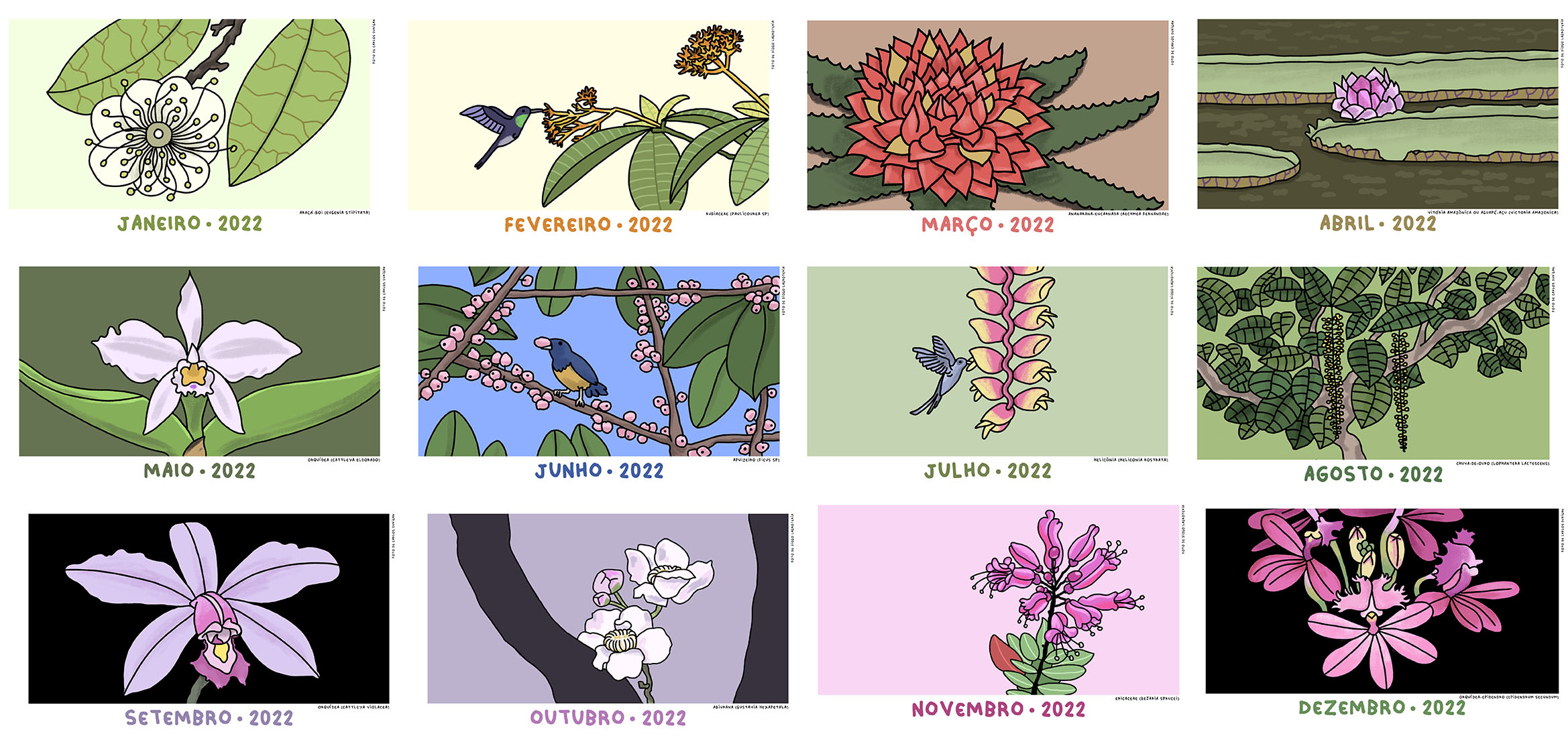 plantas da amazônia para fins medicinais