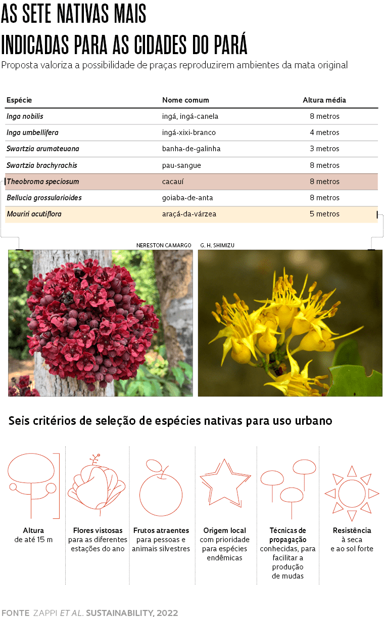 plantas medicinais da amazônia