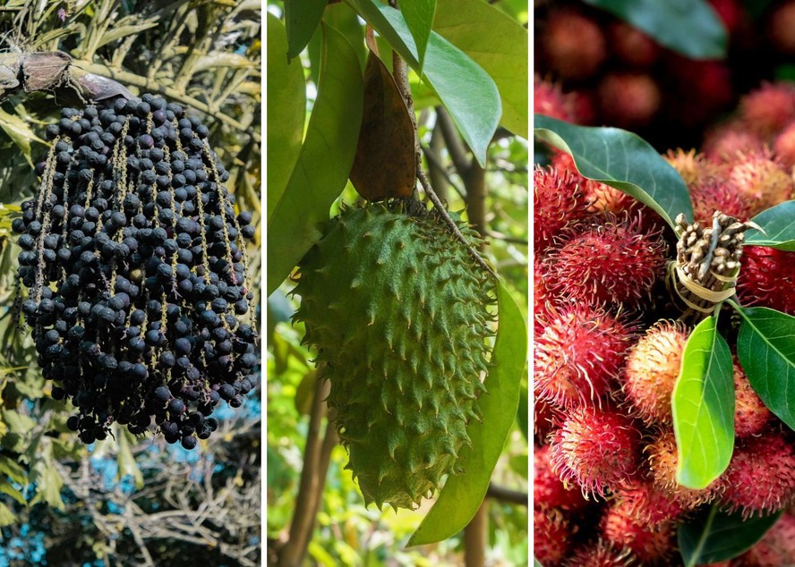 árvores amazônicas nomes