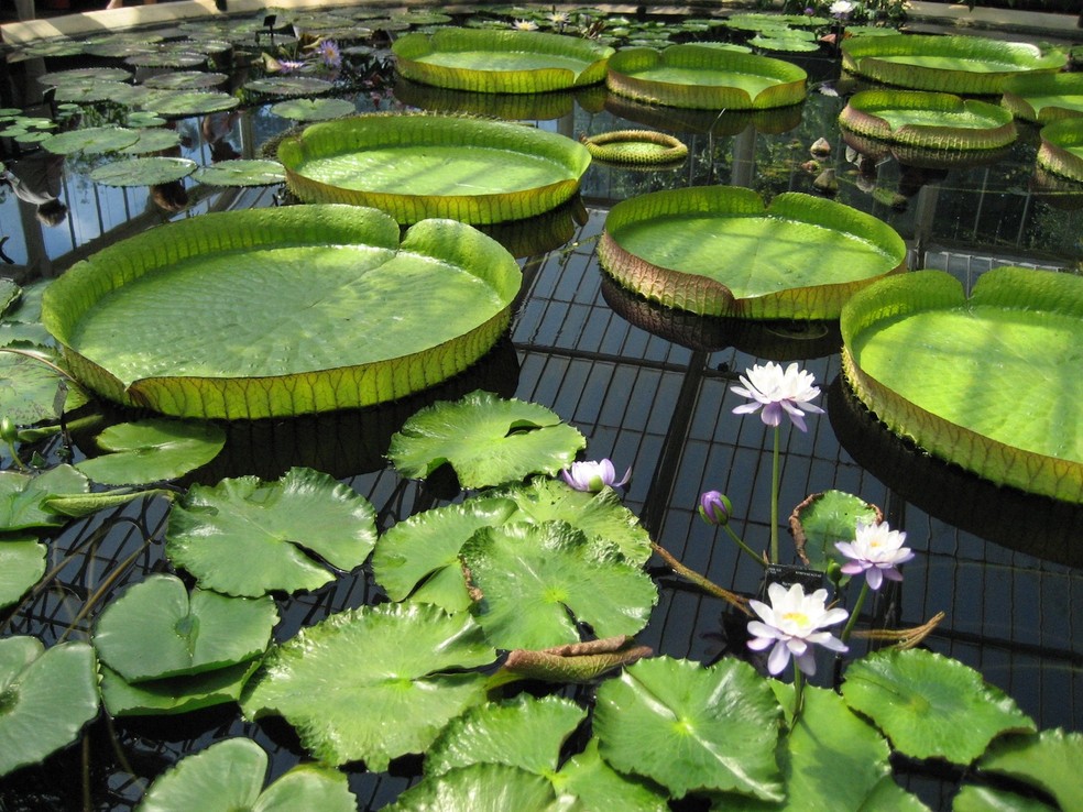 plantas medicinais da Amazônia
