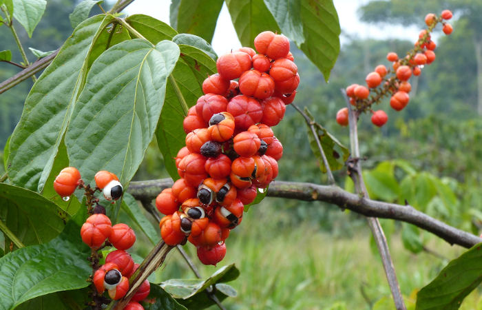 plantas em risco de extinção na Amazônia