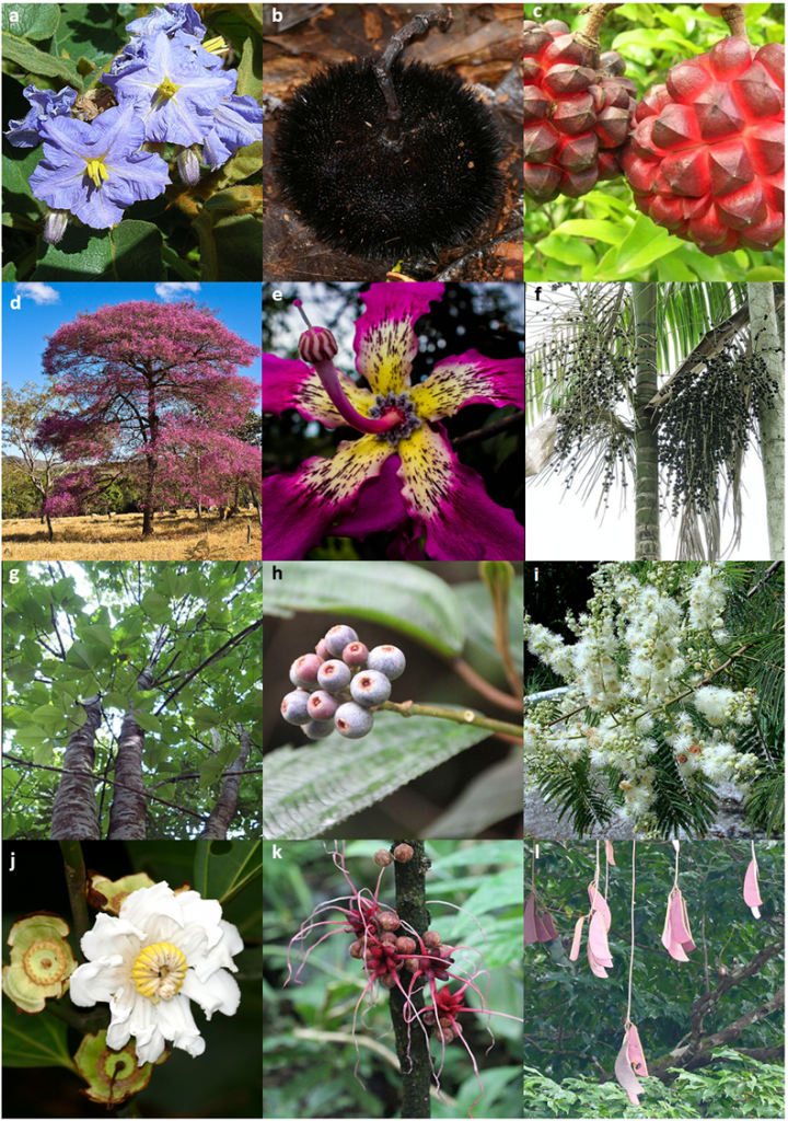 árvores nativas da Amazônia para jardinagem