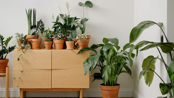 plantas com pouca rega