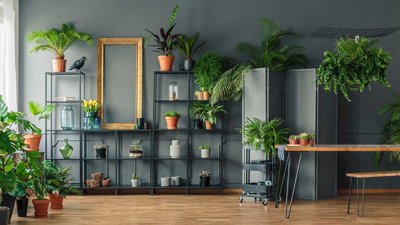 plantas tropicais para casa