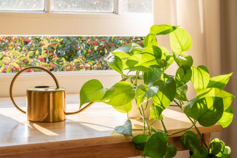 plantas seguras para pets