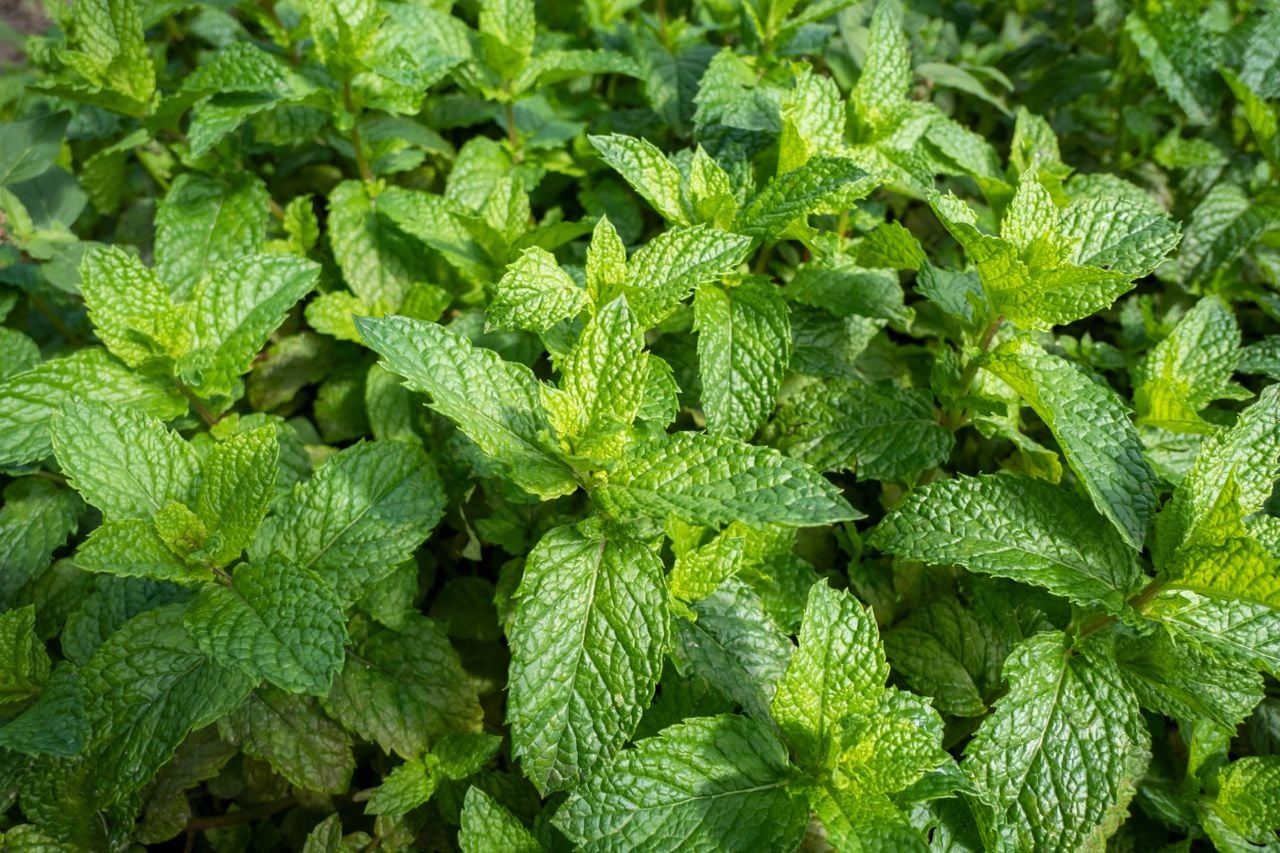 chá preto vs chá verde