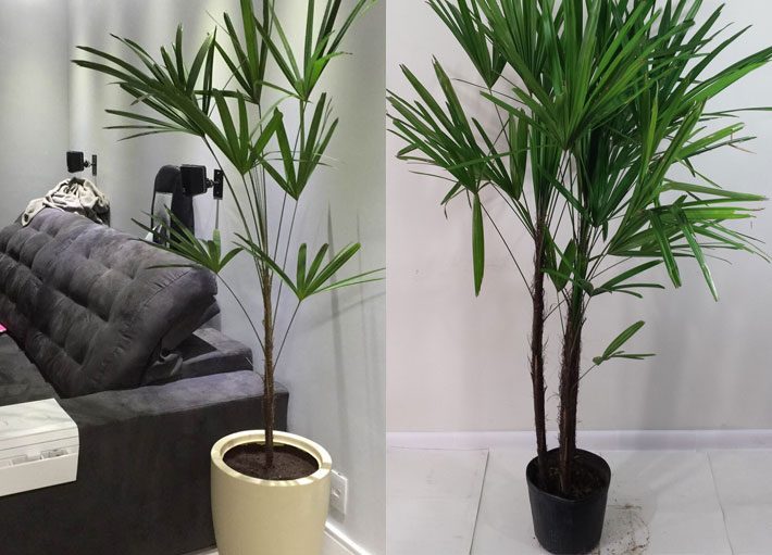 plantas para apartamento