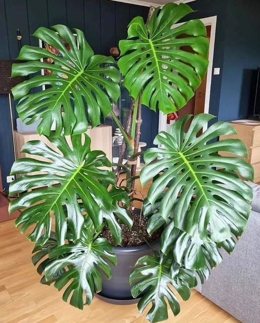 plantas purificadoras de ar para interiores